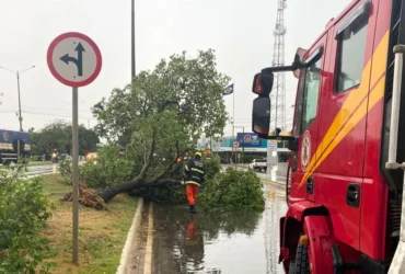 Bombeiros liberam ruas bloqueadas por queda de árvores em Campo Verde