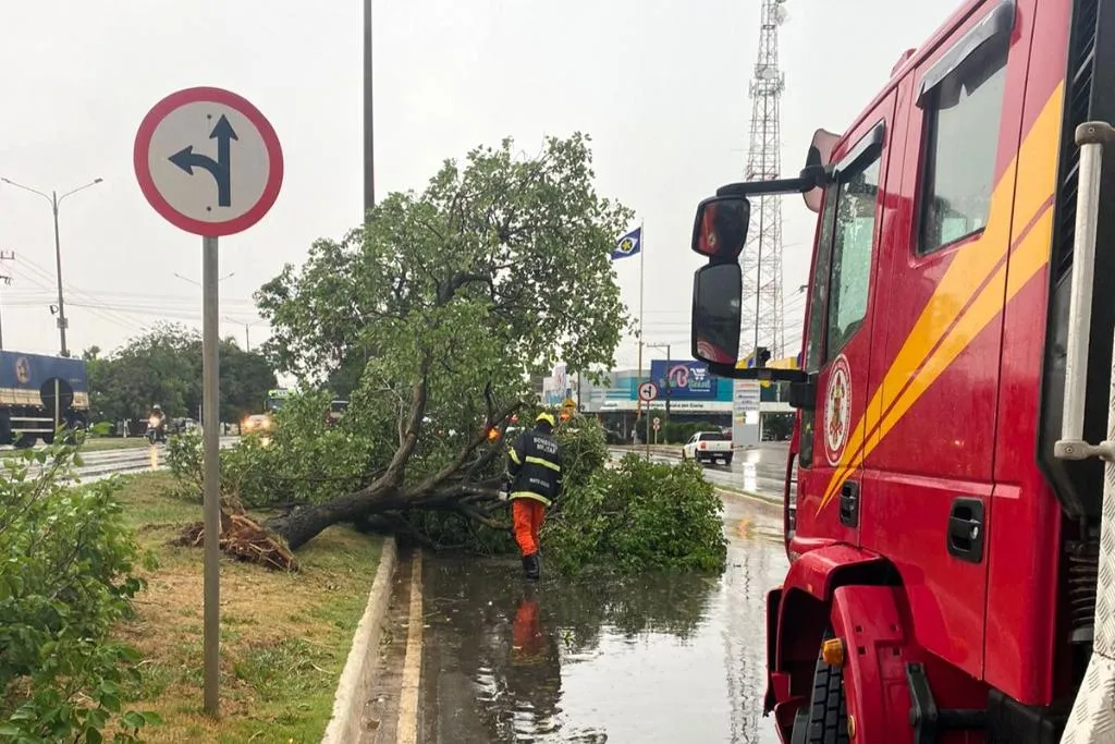 Bombeiros liberam ruas bloqueadas por queda de árvores em Campo Verde