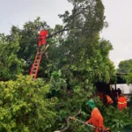 Bombeiros removem árvore que desabou sobre casa em Primavera do Leste