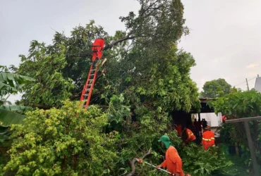 Bombeiros removem árvore que desabou sobre casa em Primavera do Leste