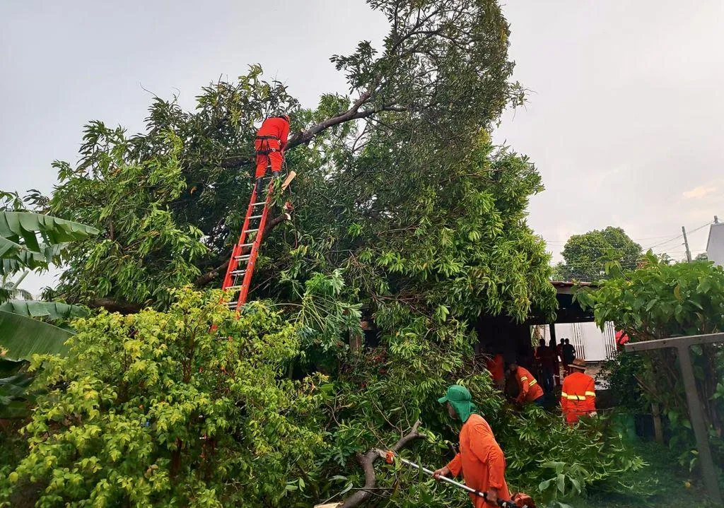 Bombeiros removem árvore que desabou sobre casa em Primavera do Leste