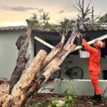 Bombeiros removem árvore caída sobre casa em Primavera do Leste