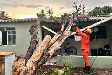 Bombeiros removem árvore caída sobre casa em Primavera do Leste