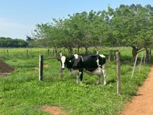 Dia de campo