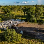 Iniciativa reúne mais de 85 fazendas e 165 mil cabeças