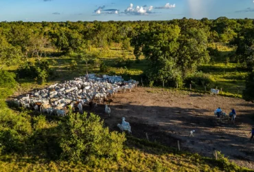 Iniciativa reúne mais de 85 fazendas e 165 mil cabeças