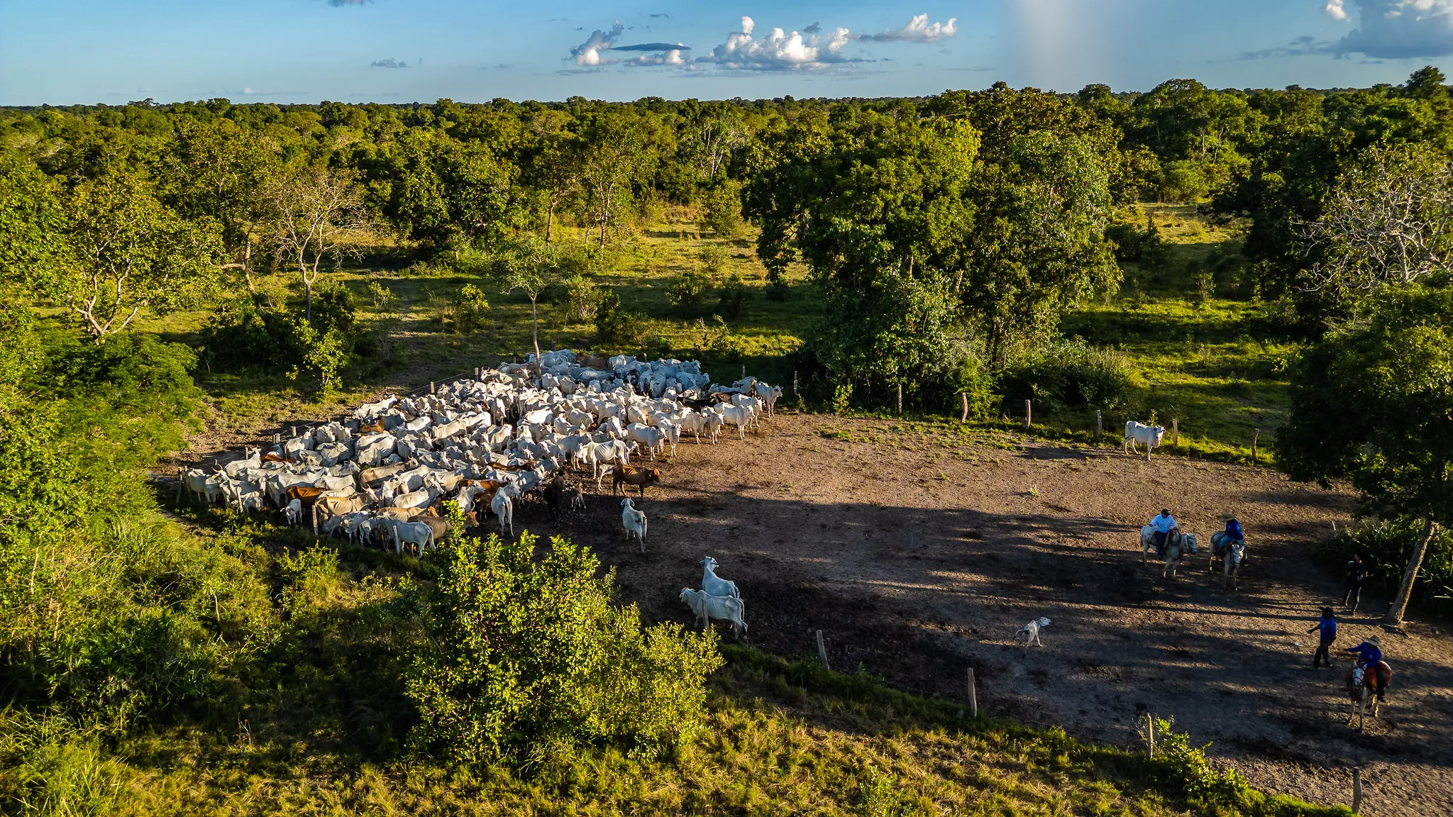 Iniciativa reúne mais de 85 fazendas e 165 mil cabeças