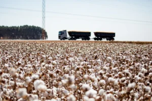 Algodão impulsiona Mato Grosso com crescimento de 8% na safra 2024/25