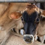 Pecuária de Mato Grosso