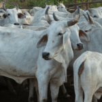 Pecuária de Mato Grosso