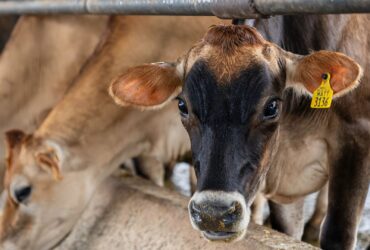 Pecuária de Mato Grosso