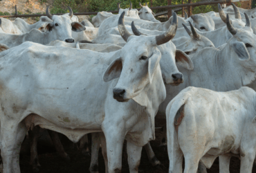 Pecuária de Mato Grosso