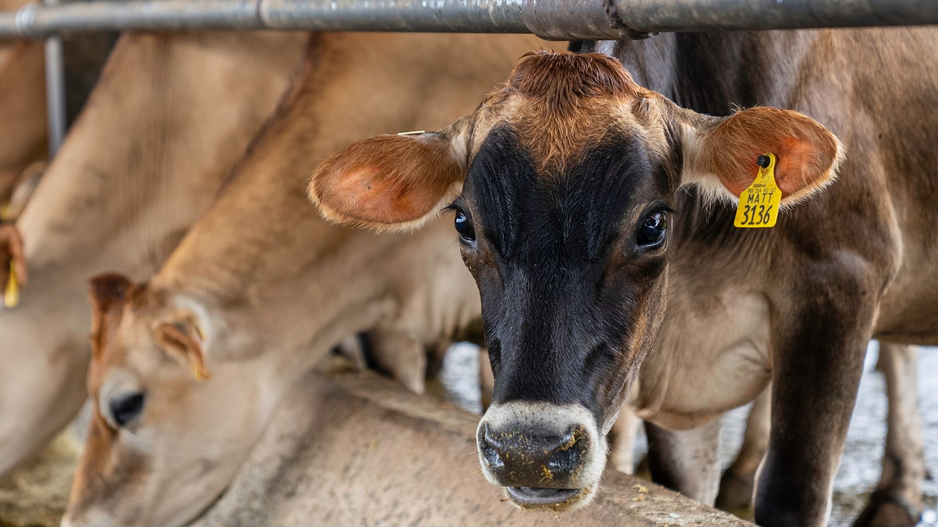 Pecuária de Mato Grosso