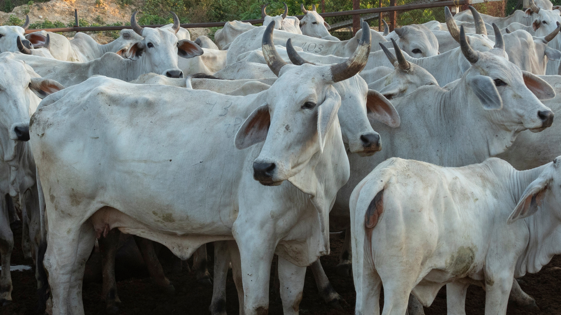 Pecuária de Mato Grosso