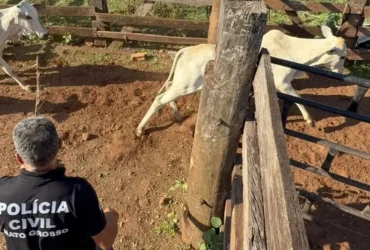 Polícia recupera novilhas e equinos furtados em Canarana