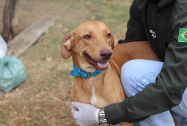 Prefeitura inicia programa de castracao animal em Barra do Garcas -CenárioMT