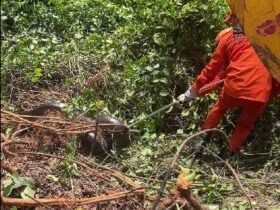 Animal estava no local há cerca de 10 dias e foi retirado após orientação técnica da Sema e de veterinários. Moradores chegaram a ameaçar matar a serpente, mas situação foi controlada.