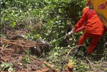 Animal estava no local há cerca de 10 dias e foi retirado após orientação técnica da Sema e de veterinários. Moradores chegaram a ameaçar matar a serpente, mas situação foi controlada.