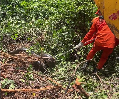 Animal estava no local há cerca de 10 dias e foi retirado após orientação técnica da Sema e de veterinários. Moradores chegaram a ameaçar matar a serpente, mas situação foi controlada.