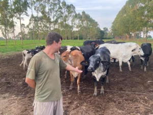 Melhoramento Genético Transforma Produção de Leite em MT