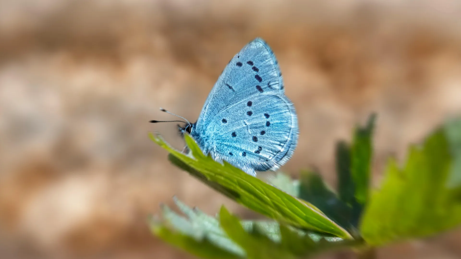 Transformação- Borboleta