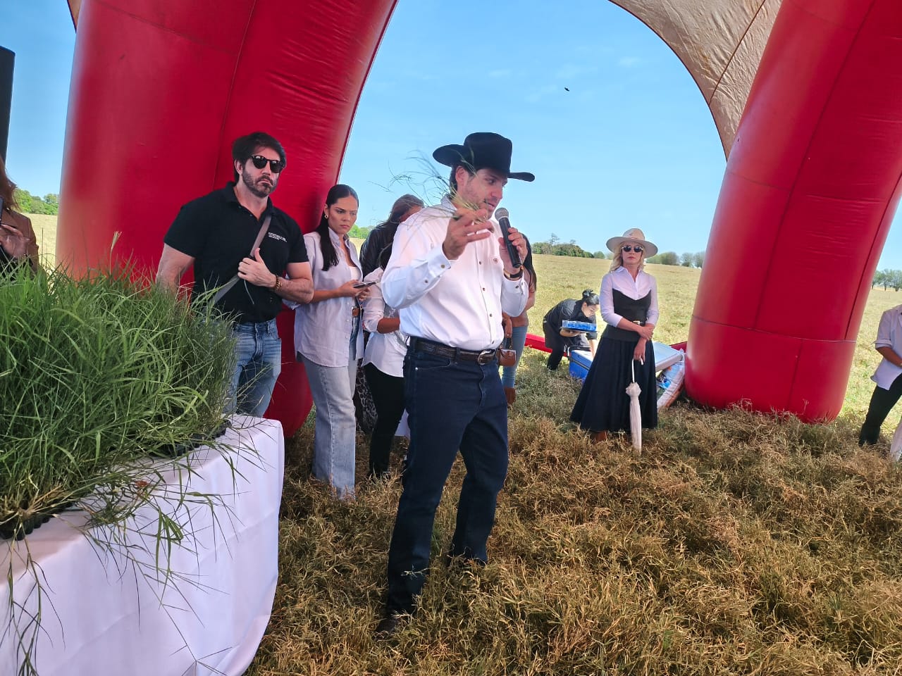 Mudas do capim Tifton 85Nelson Pacheco 
