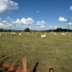 Imagem de fazenda que usa o capim Tifton 85 Divulgação