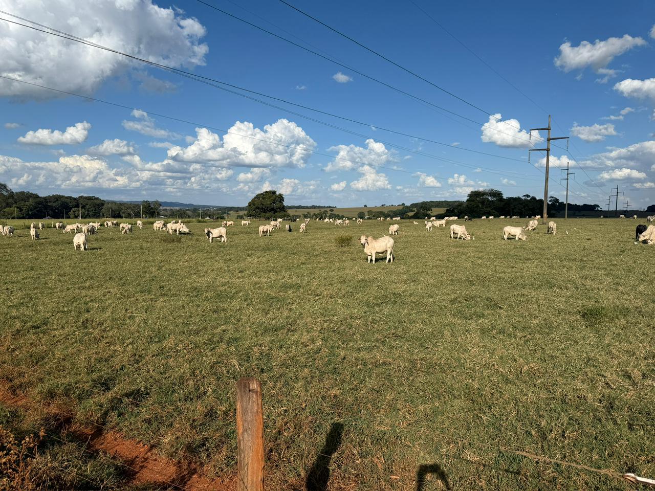 Imagem de fazenda que usa o capim Tifton 85 Divulgação