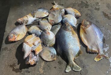 Homem é preso transportando pescado irregular durante período da Piracema na MT-246