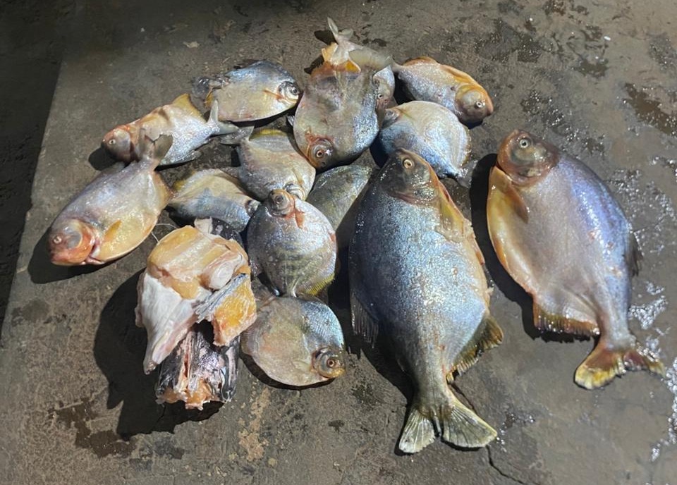 Homem é preso transportando pescado irregular durante período da Piracema na MT-246