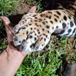 Animal macho, de aproximadamente 100 kg, foi atingido por um veículo durante a madrugada desta segunda-feira (27). Corpo de Bombeiros e veterinário estiveram no local, mas o felino não resistiu.