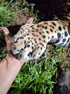 Animal macho, de aproximadamente 100 kg, foi atingido por um veículo durante a madrugada desta segunda-feira (27). Corpo de Bombeiros e veterinário estiveram no local, mas o felino não resistiu.