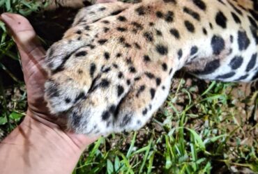 Animal macho, de aproximadamente 100 kg, foi atingido por um veículo durante a madrugada desta segunda-feira (27). Corpo de Bombeiros e veterinário estiveram no local, mas o felino não resistiu.