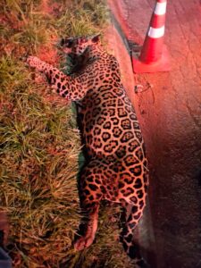 Animal macho, de aproximadamente 100 kg, foi atingido por um veículo durante a madrugada desta segunda-feira (27). Corpo de Bombeiros e veterinário estiveram no local, mas o felino não resistiu.