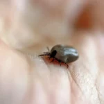 Parque em Salto é interditado após mortes por febre maculosa