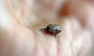 Parque em Salto é interditado após mortes por febre maculosa