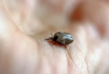 Parque em Salto é interditado após mortes por febre maculosa