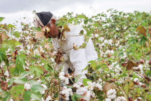 Agreste paraibano recebe dia de campo sobre algodão agroecológico