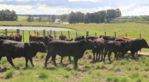 Prova de Eficiência Alimentar Angus é realizada pela primeira vez com animais entre 9 e 12 meses
