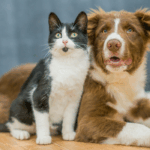 Brasil e Costa Rica firmam Certificado Veterinário Internacional para cães e gatos