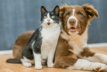 Brasil e Costa Rica firmam Certificado Veterinário Internacional para cães e gatos