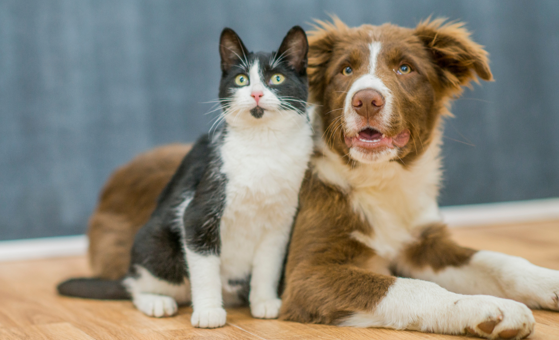 Brasil e Costa Rica firmam Certificado Veterinário Internacional para cães e gatos