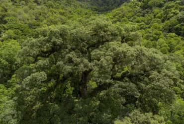 Mata Atlântica perde 2,4 milhões de hectares em quatro décadas