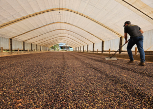 Estudo mostra crescimento franco da cafeicultura nas Matas de Rondônia