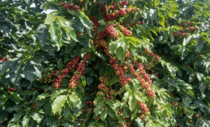 Clima tem favorecido lavouras de café arábica
