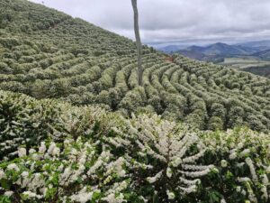 Lavouras de café arábica têm boa floração, mas clima preocupa
