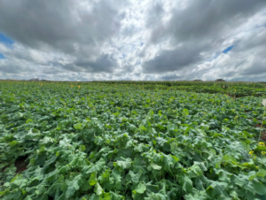 Projeto vai desenvolver bioinsumo pré-formulado para canola
