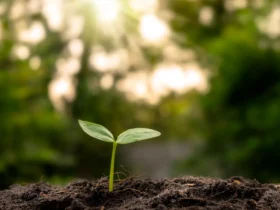 Crédito sustentável