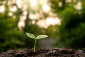 Crédito sustentável