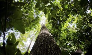 Desmatamento tem redução de 11,08% na Amazônia e 11,49% no Cerrado, em 2025 - Marcelo Camargo/Agência Brasil
